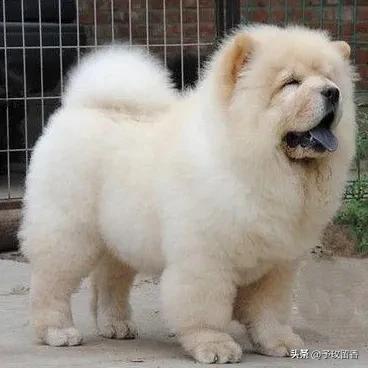 宠物狗应该怎么养详细介绍科普,宠物狗喂养及训练方法有哪些