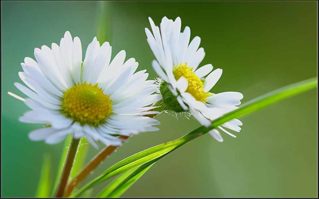 体育单招统招高水平运动员区别,四川高水平体育单招