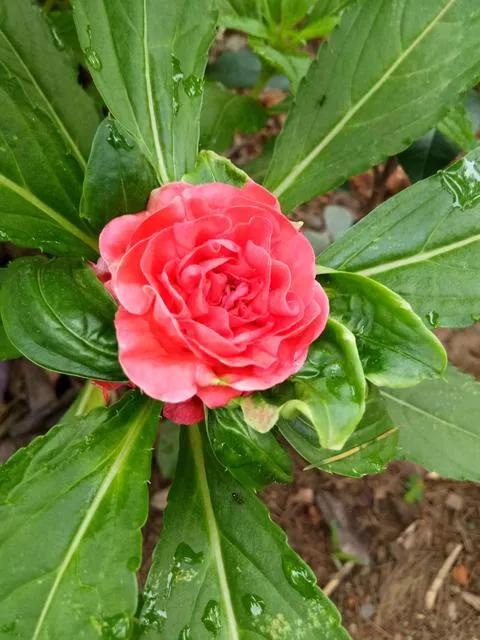 凤仙花种植方法,凤仙花