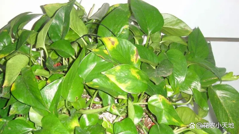 绿萝叶子发黄是什么原因怎么办,绿萝专用营养液防止叶黄枯萎