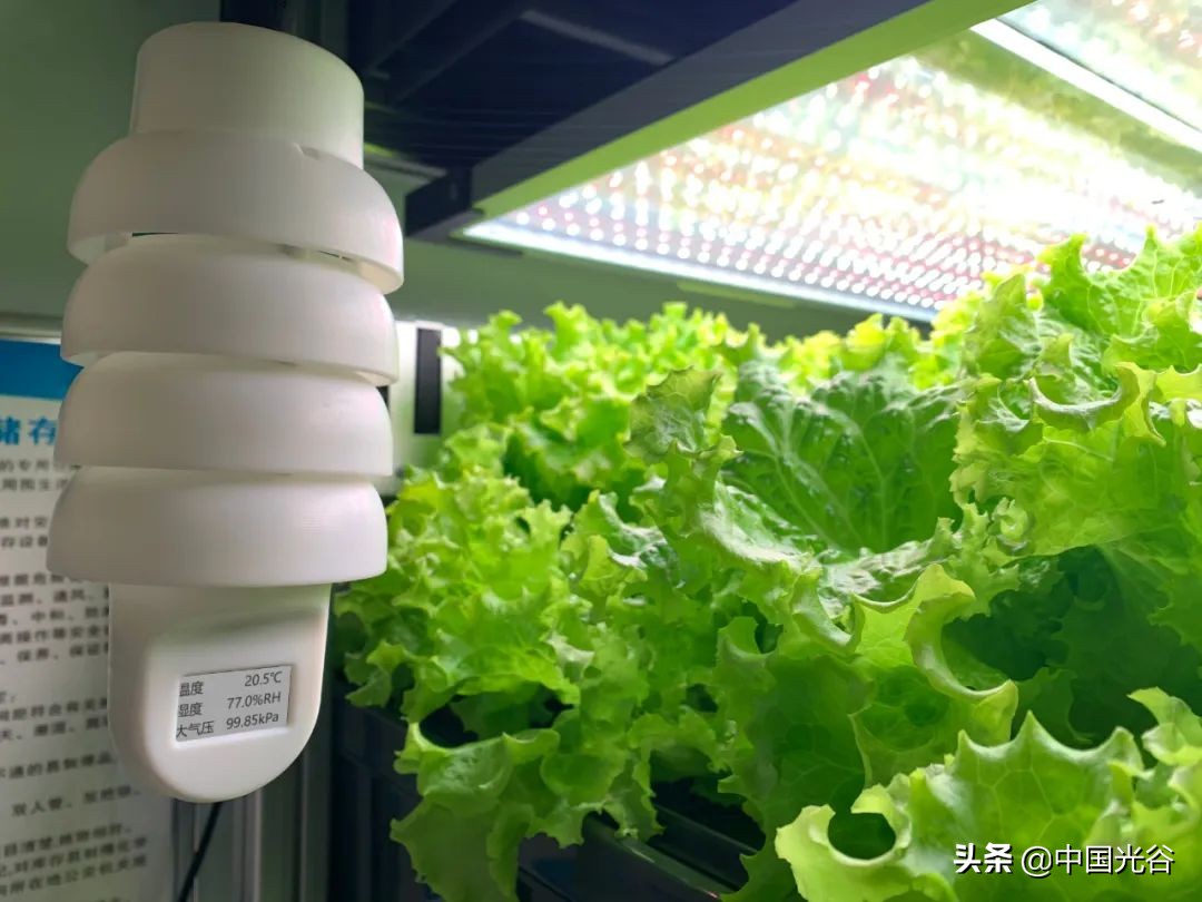 光谷企业研发“植物工厂”,用LED灯当“太阳”,可实现“外星种菜”,去年收入过亿