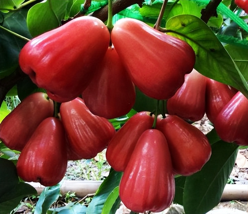 南方十大好吃水果有哪些,南方十大水果