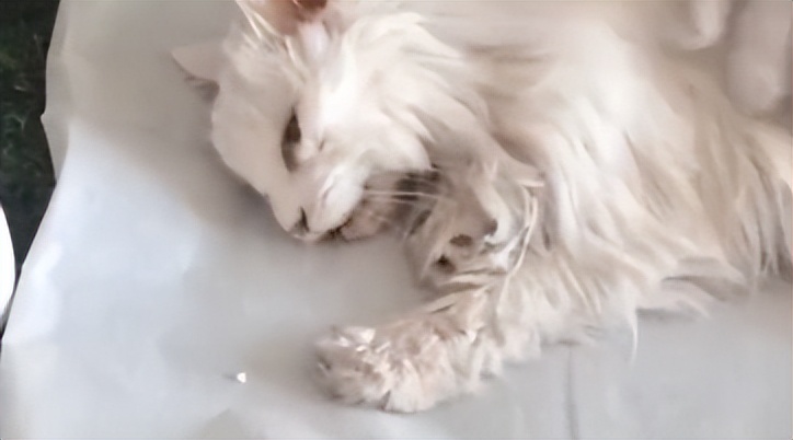 泪目！那只19岁的老猫绝食自杀了