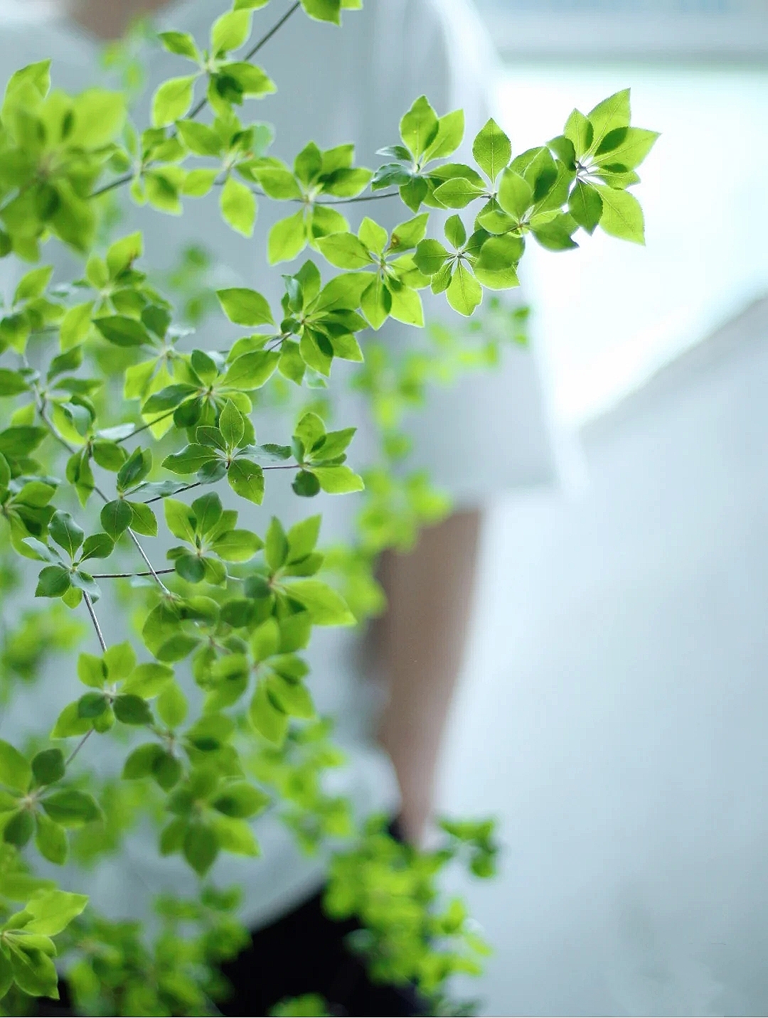 花艺教程花材打理知识,花艺教程常用花材及叶材有哪些