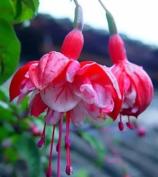 分享图片温暖大图,倒挂金钟花唯美视频