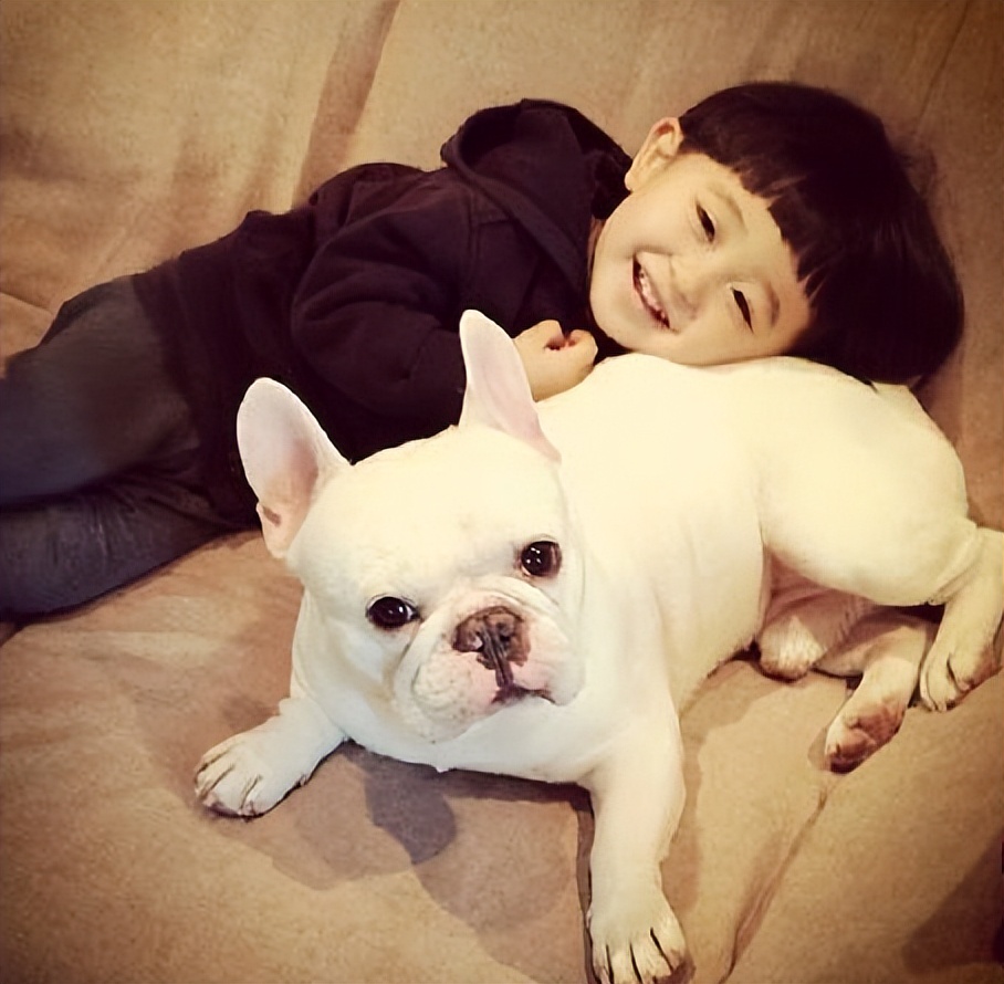 为什么人们很喜欢牛,为什么会有人喜欢斗牛犬