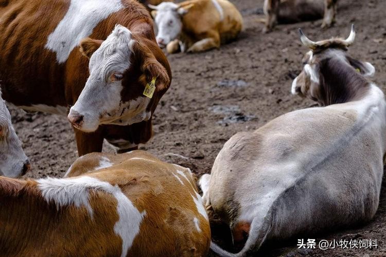 牛不反刍用什么药来最快？治疗牛不反刍的最好方法，本文告诉你！