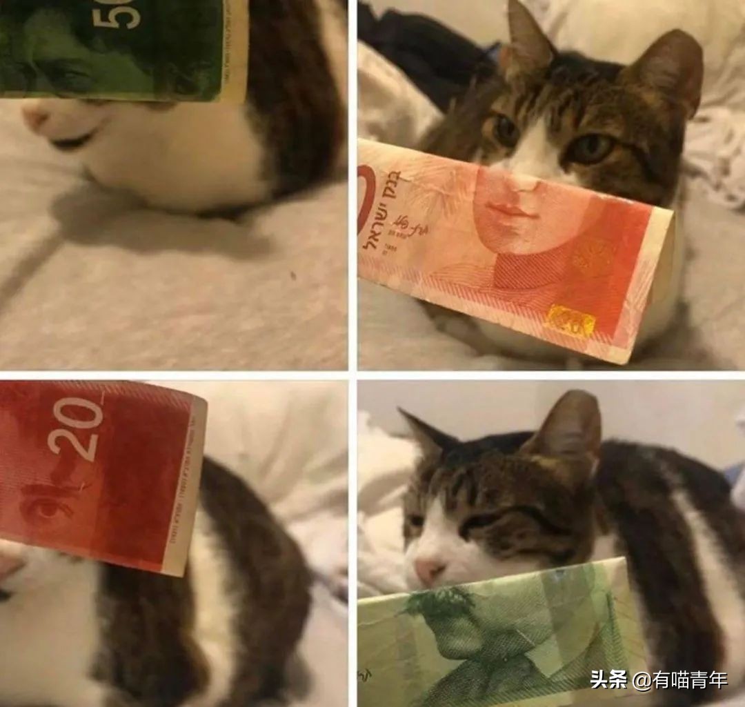 全世界唯一一只世界上最大的猫,世界上最小的体型最大的猫