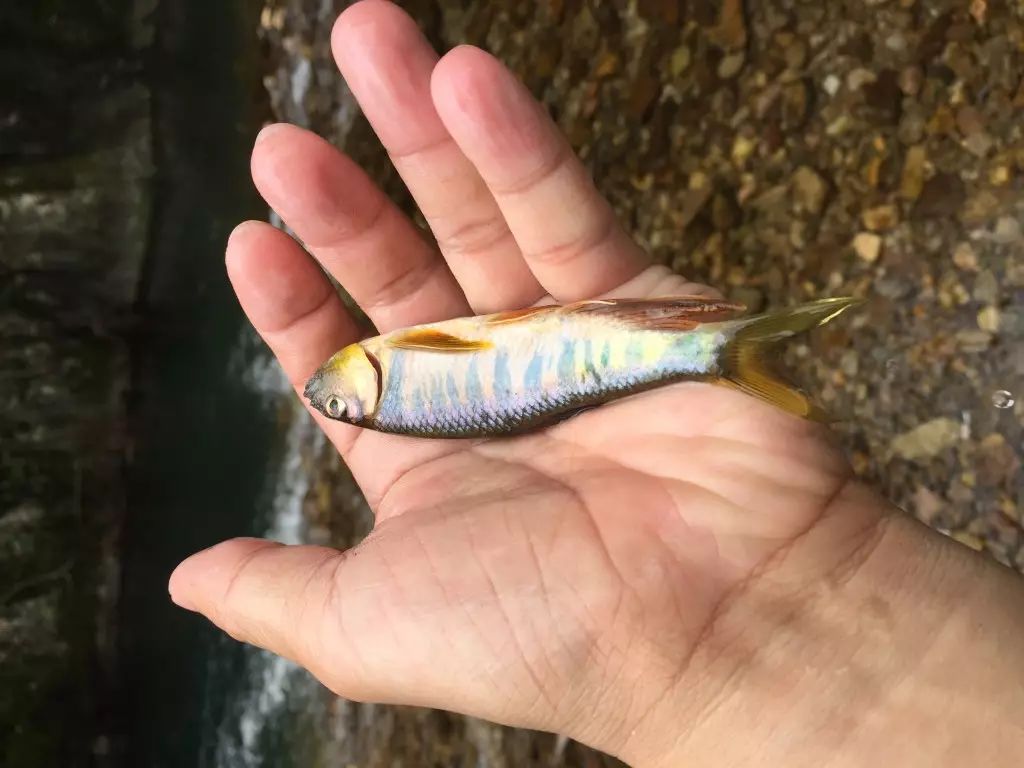 这鱼只生活在清澈水域，肉味极为鲜美，我们叫、溪哥