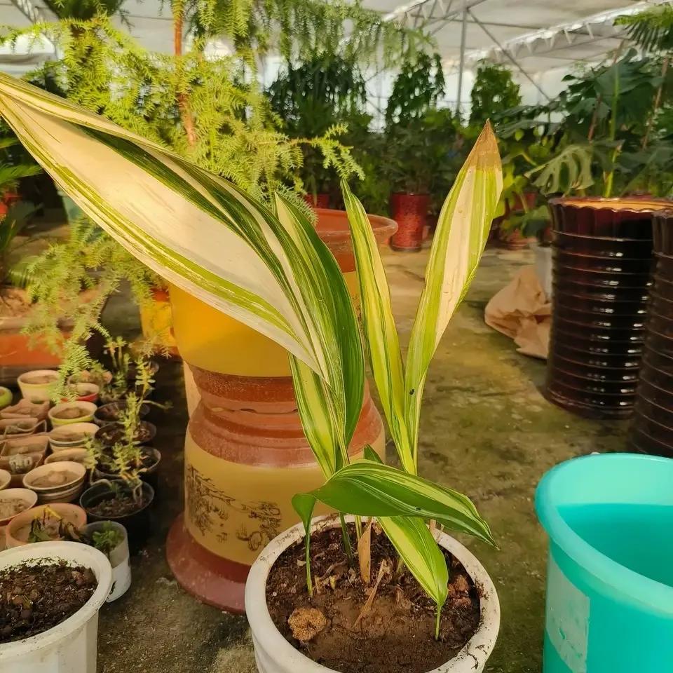 哪些花卉吸甲醛最好,室内哪些绿植可以吸甲醛