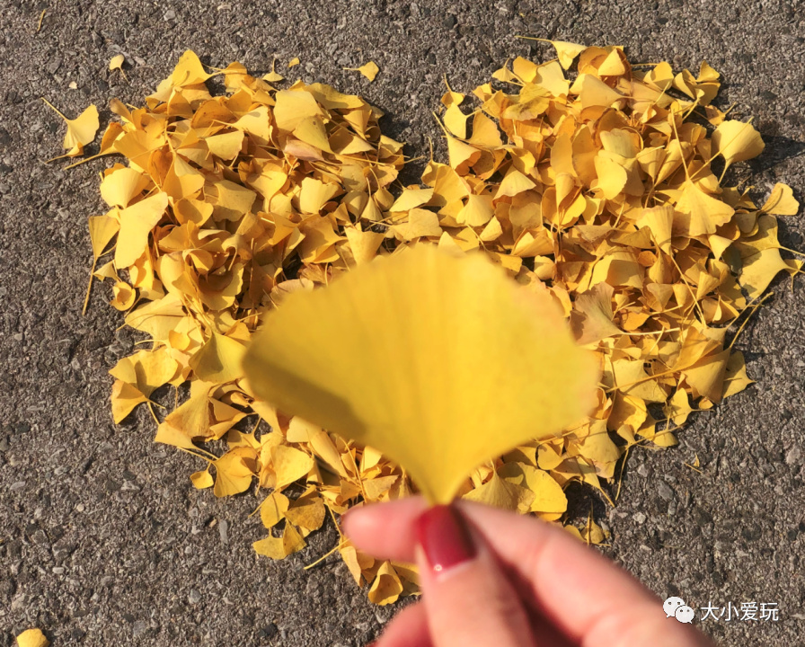 银杏最美的地方,这九个美丽的地方你想去看看吗