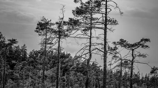 好文分享经典短文,10首最好听的日语歌曲