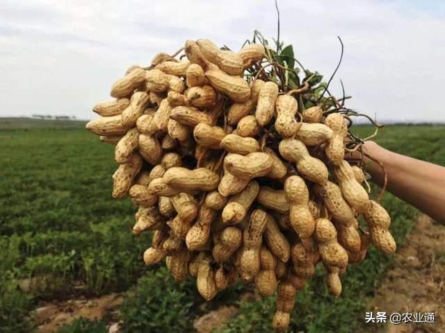 花生播种时间和播种技术要点,种花生晴天播种好还是雨天播种好