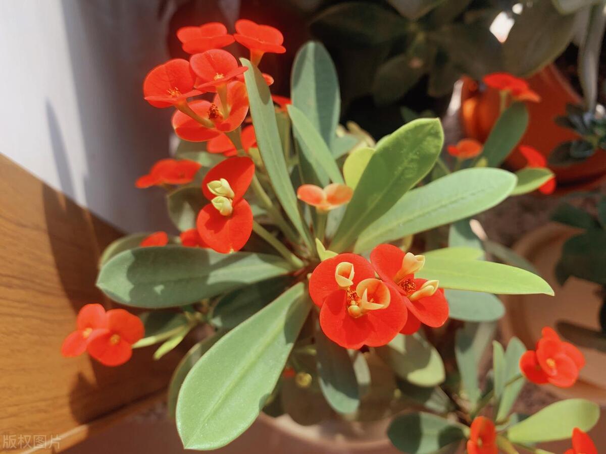 虎刺梅花苗为什么叶子发黄也不长,虎刺梅叶子发黄补救办法复合肥