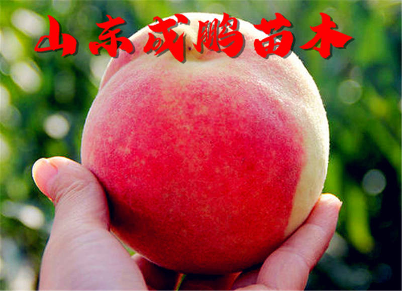 新品种水果苗图片及价格,各种水果苗新品种物美价廉