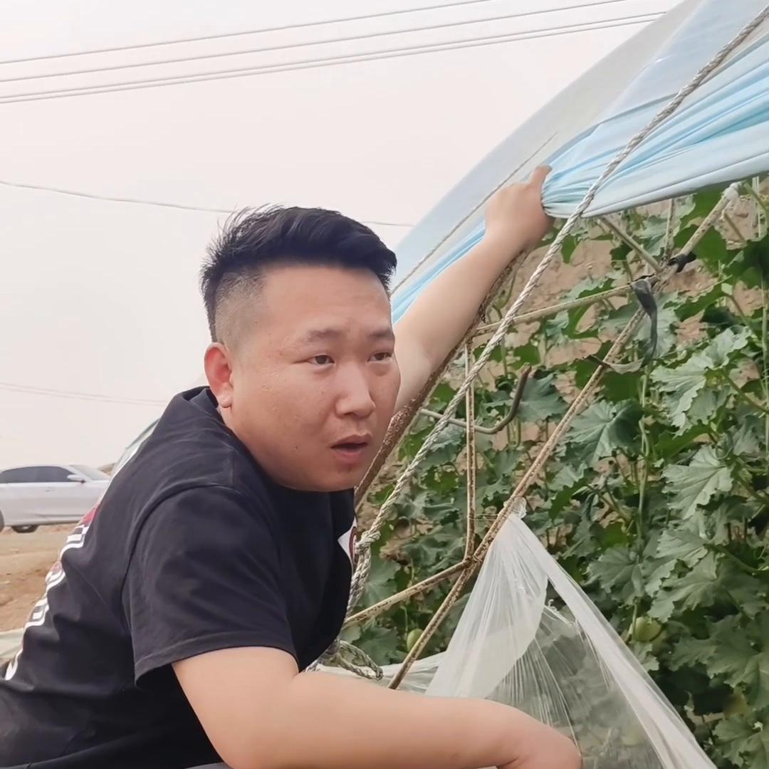 新疆哈密瓜基地视频,哈密瓜基地最新视频