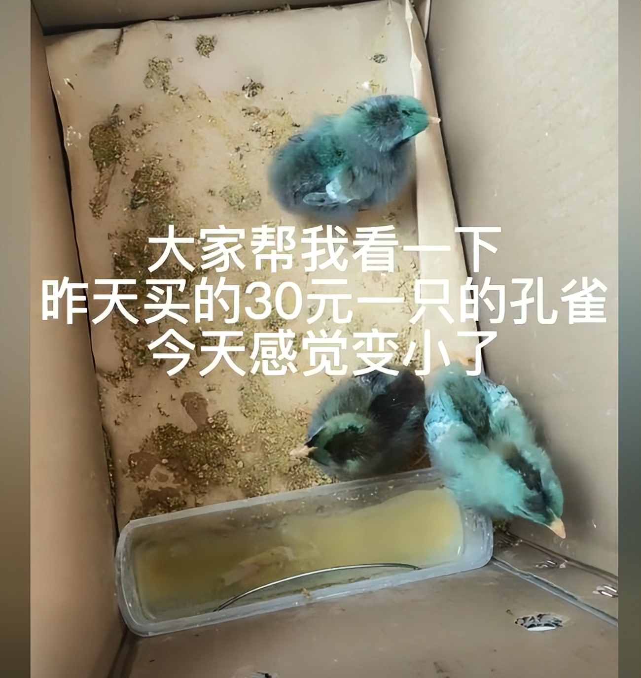 女子花3000元买了只鸡,女子花3000元买了一只鸡