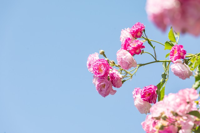 什么花可以代表爱情的纯洁,十种花代表爱情的花