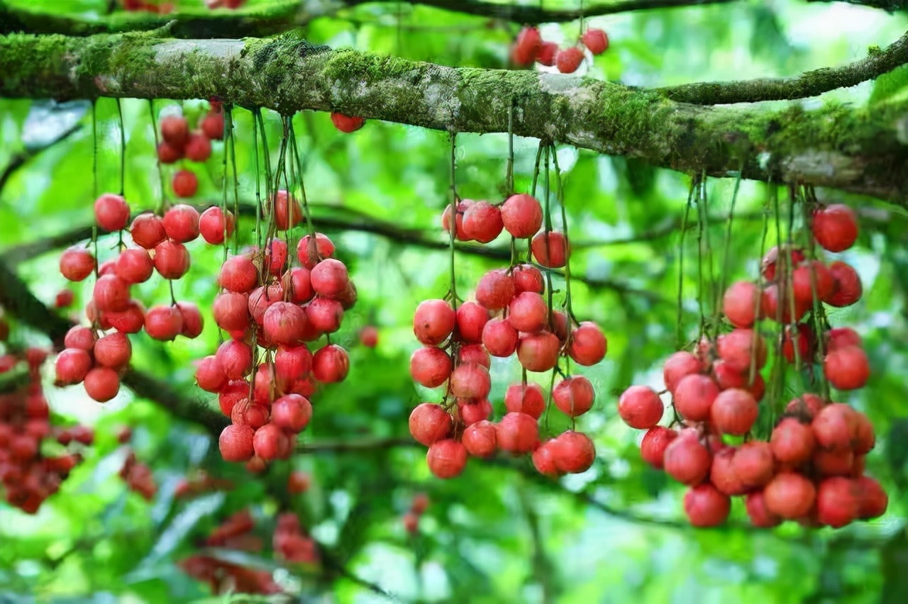 带你认识热带植物,带你认识水果