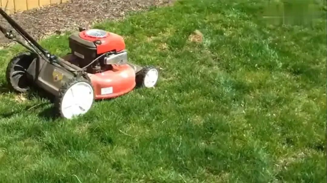 「干货」暑去秋来，庭院草坪养护技巧