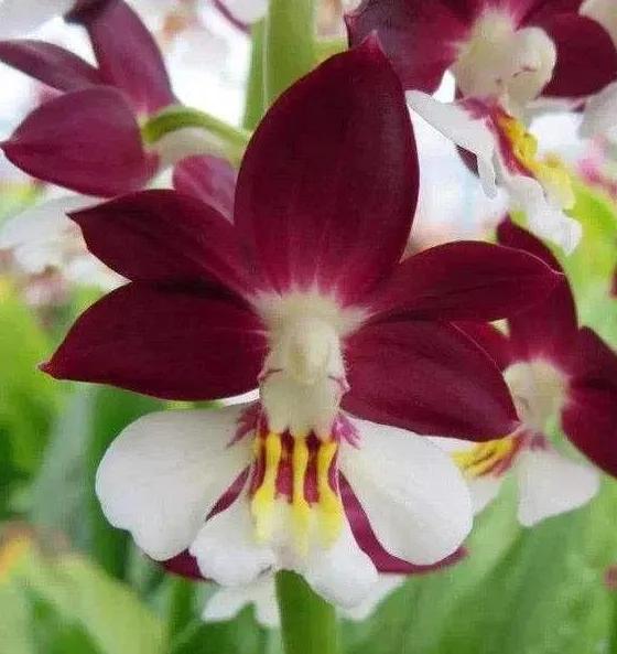 奇花异草是一道道亮丽的风景线,五彩缤纷的春天奇花异草