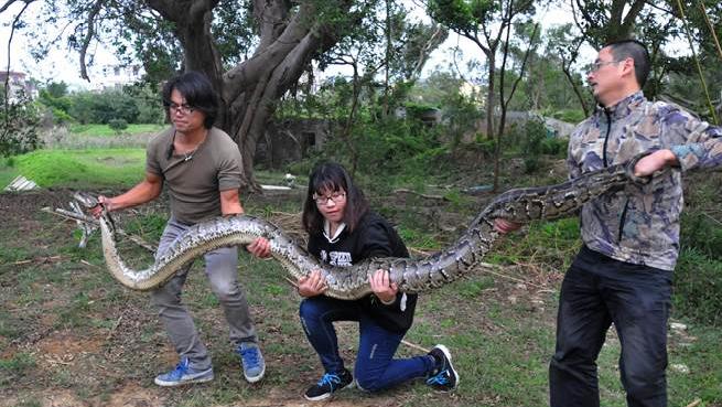 美国佛州最大缅甸蟒,美国蟒蛇泛滥原因