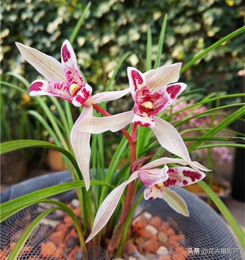 云南一姑娘，因为养了一盆“玉兔兰”走红，古香古色，确实很高级