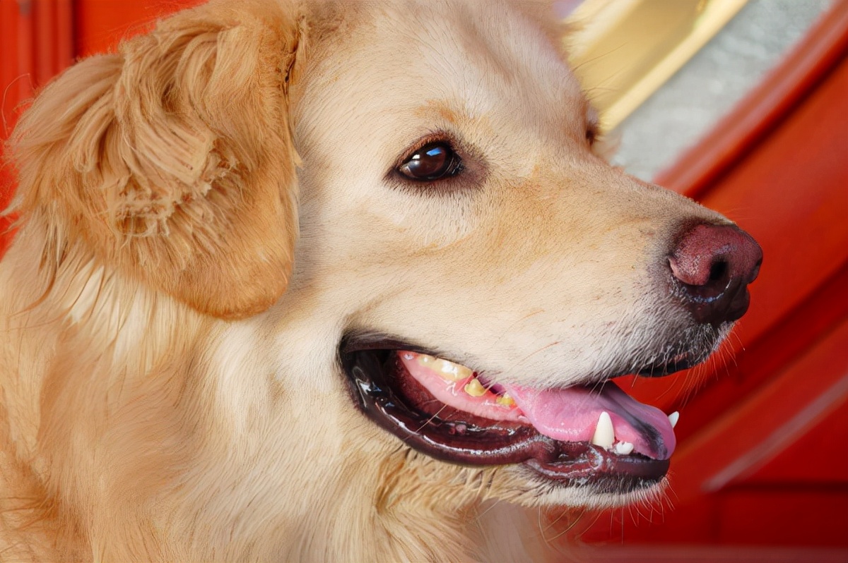 狗狗嘴里有粘液正常吗,狗狗嘴巴流粘液的原因是什么