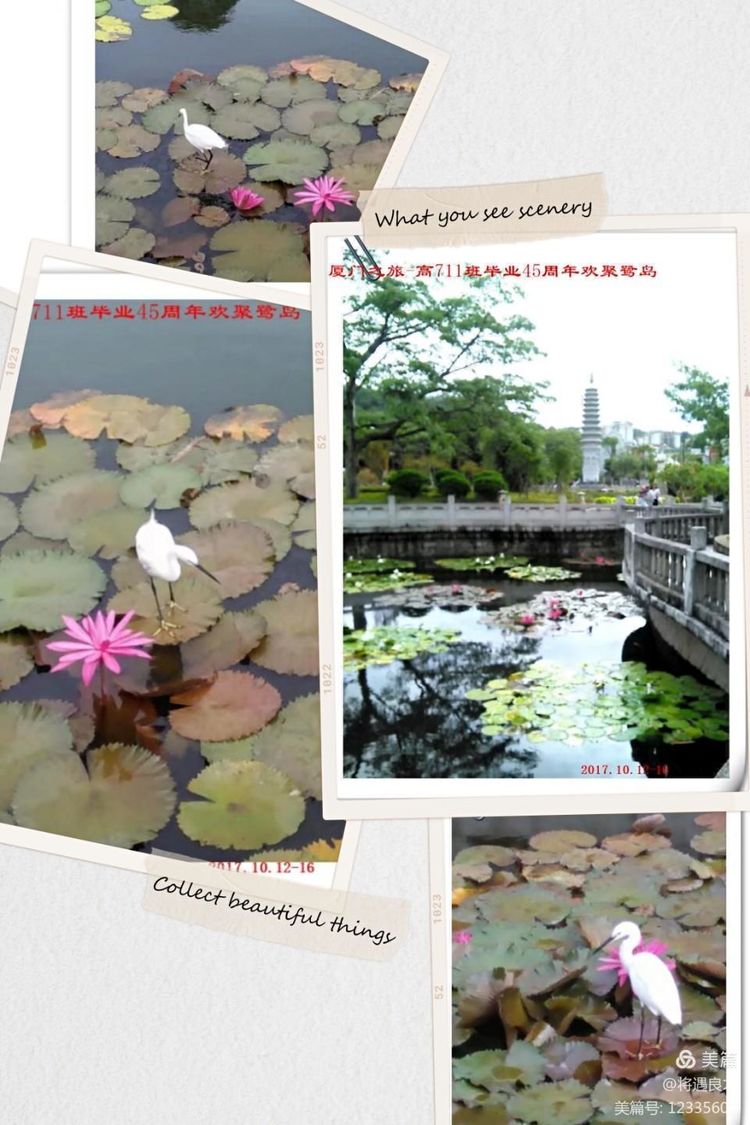 美的鹭岛厦门,厦门美丽鹭岛