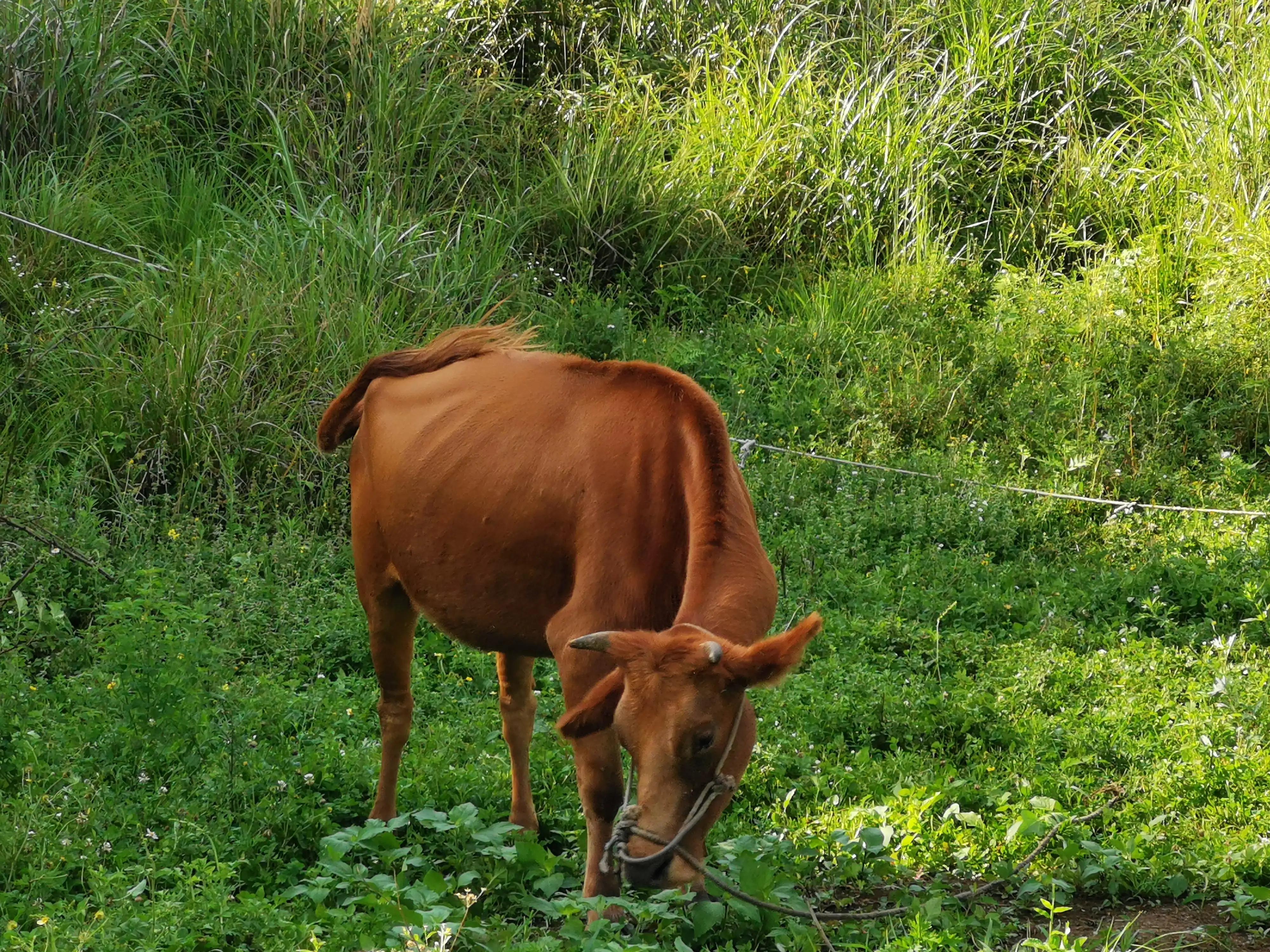 桐梓楚米避暑海拔高的地方,贵州桐梓楚米避暑哪家好