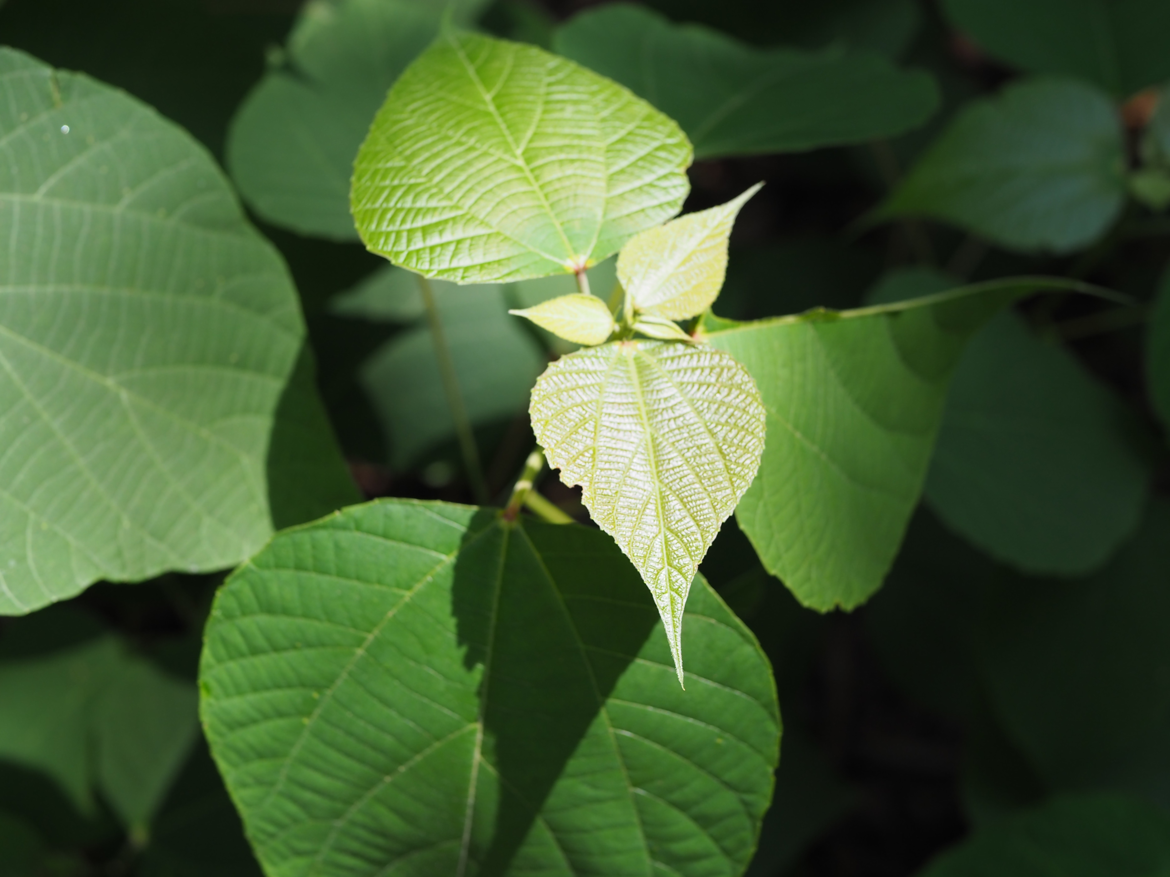 松下25mmF1.7样张赏析，看看画质、锐度如何？