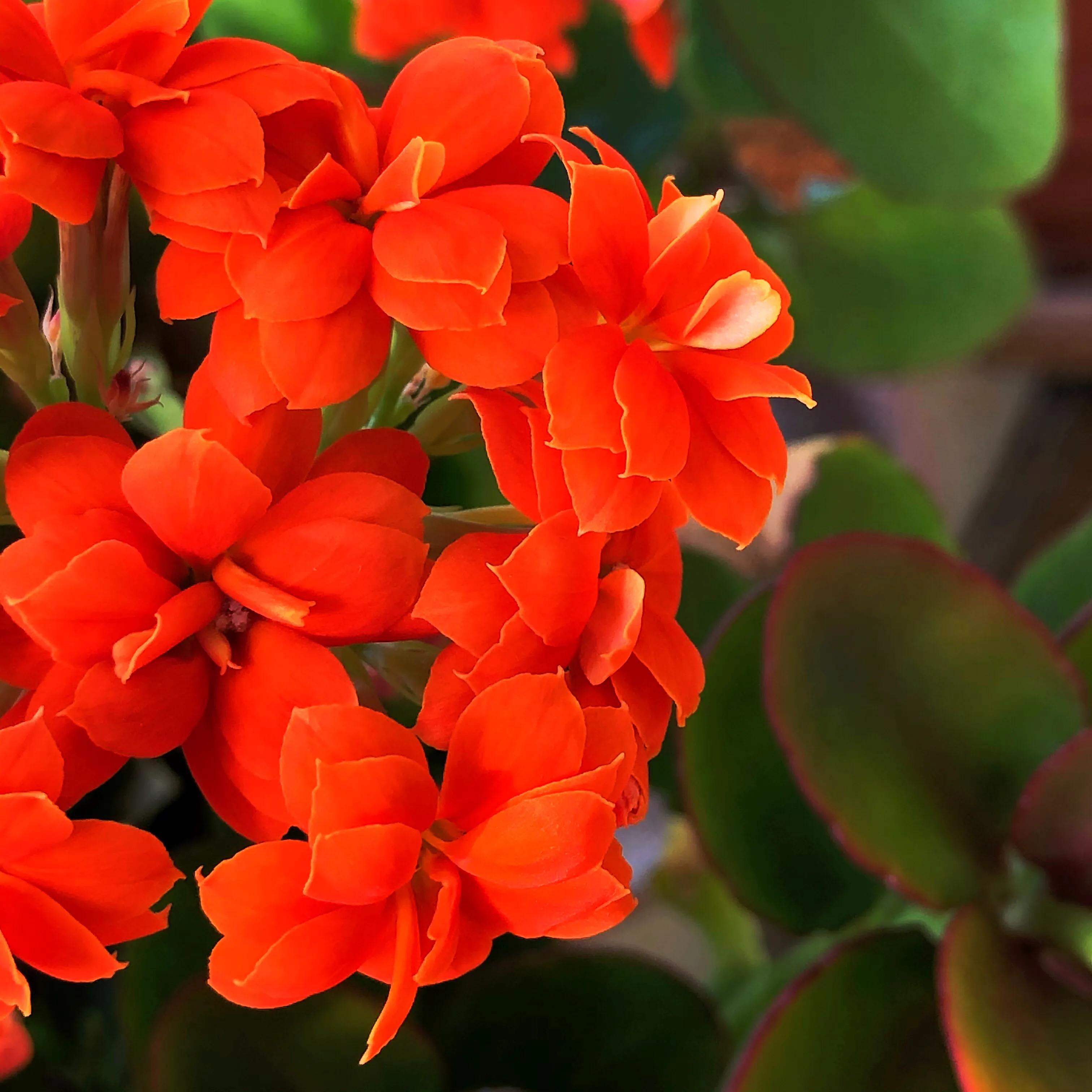 家里养什么花儿好养活,家里养的花儿图片