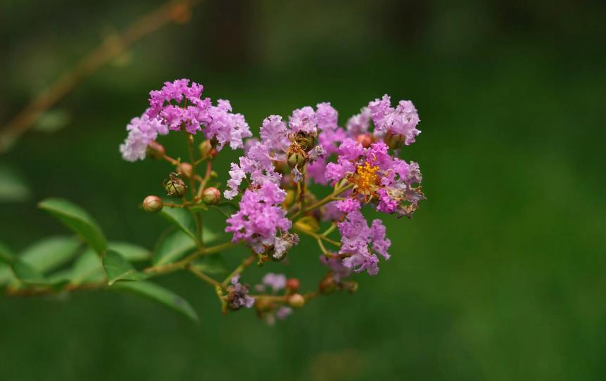 一树紫薇开，古诗词里的紫薇花，繁花似锦赏心悦目，可与牡丹媲美