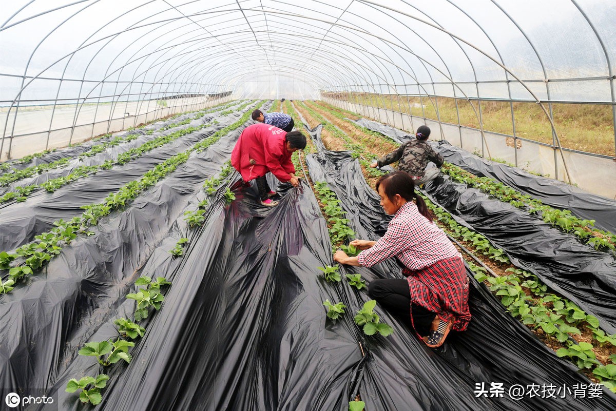 种草莓不要大棚能种植草莓吗,用烂草莓种草莓的正确种植方法