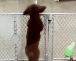 饲养泰迪的基本常识,饲养泰迪的基础知识