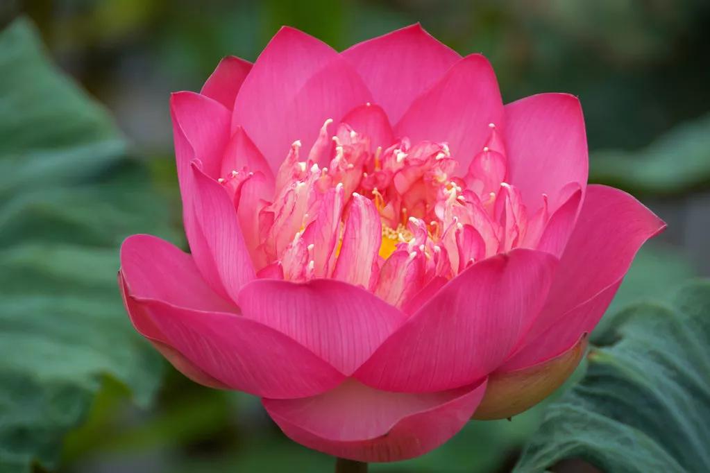 鱼荷花图片唯美高清大图,手机壁纸荷花高清唯美图片