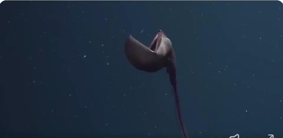 海洋里有哪些奇特的海洋生物,海洋里面都有什么奇怪的生物