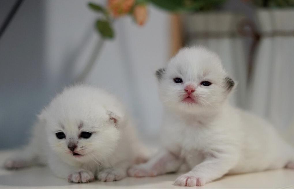 猫咪正常体重对照年龄阶段,猫咪年龄怎么看图解