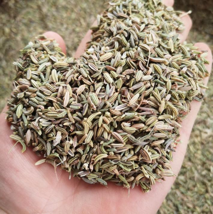 用一把小茴香消除子宫肌瘤，方知肌瘤就是血瘀，压根不用手术