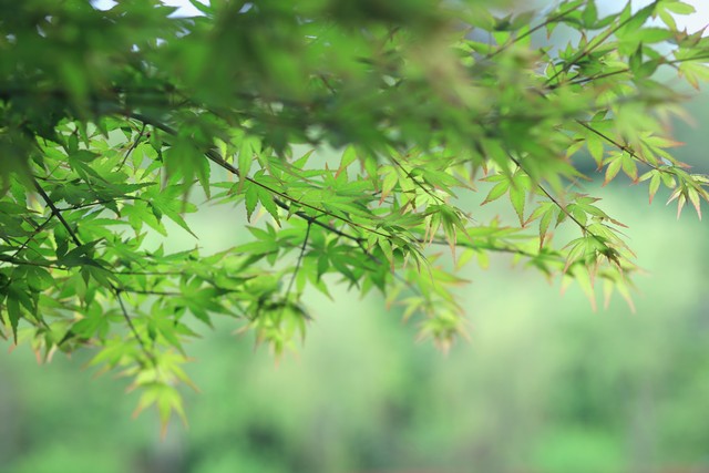 清明时节雨纷纷又是一年清明时,清明时节雨纷纷清明祭扫文明先行