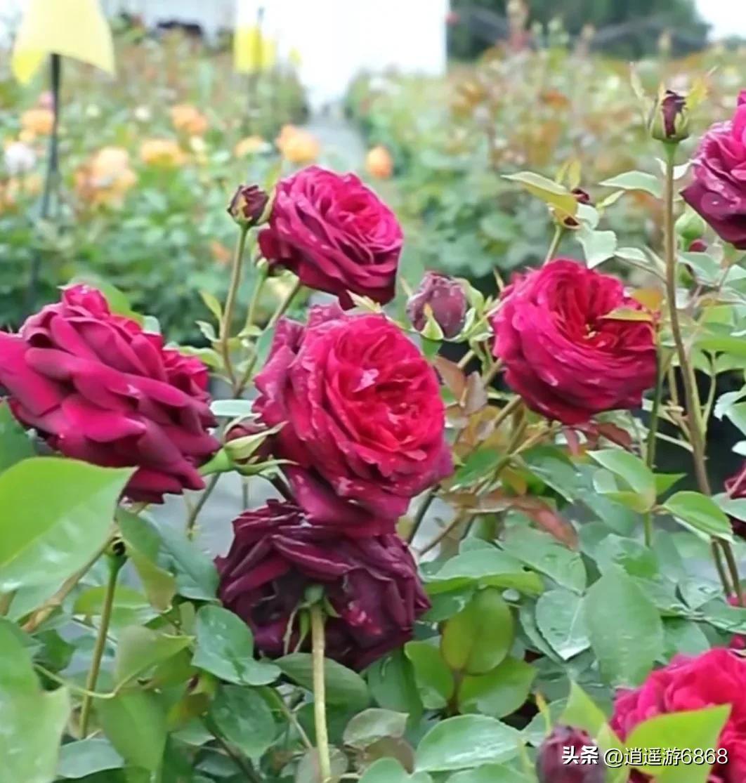 月季花美图,皇宫月季花花苞不密集