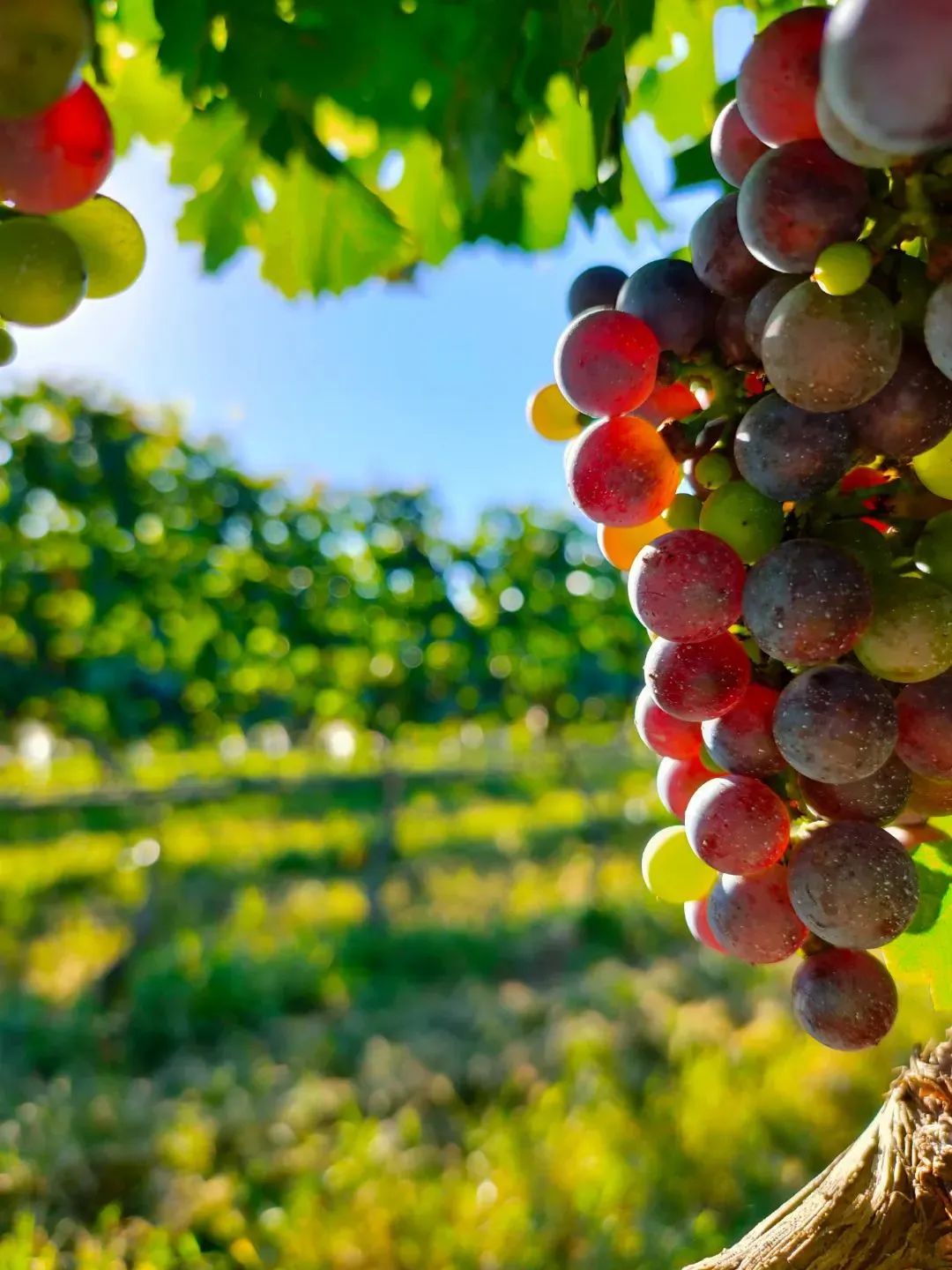 让世界微醺！沿着北纬37度黄金海岸，邂逅东方“波尔多”！