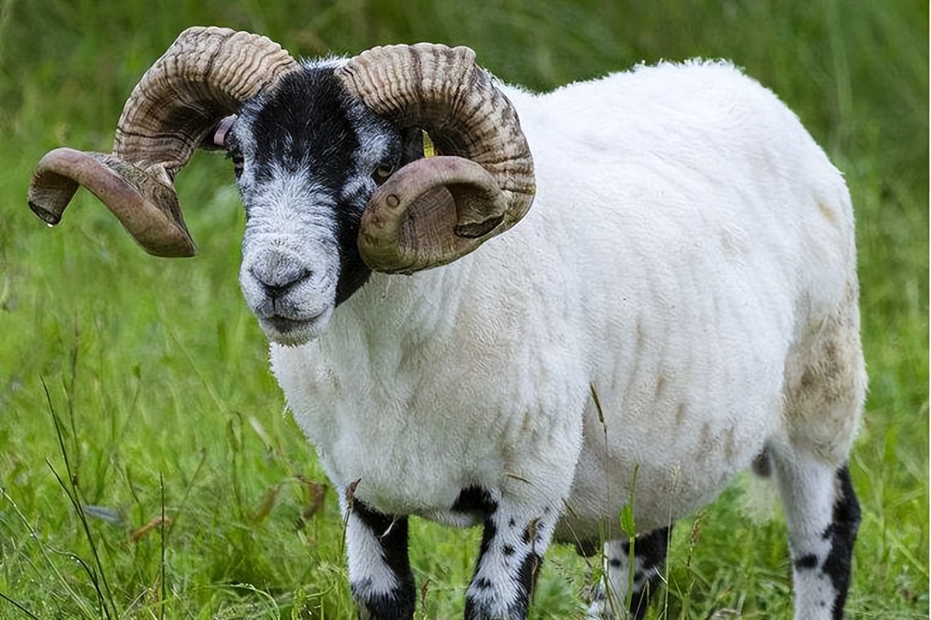 羊长脓包是什么原因该怎么办,羊长脓包怎么回事