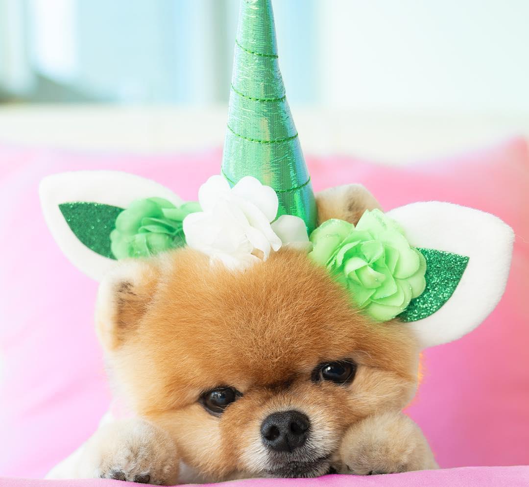 博美第一次来例假吗,博美来例假感冒