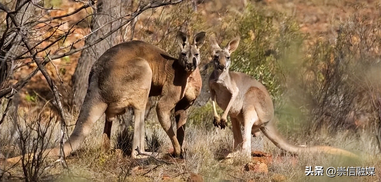 《独行月球》里的肌肉袋鼠“刚子”，真的能踹飞沈腾吗？