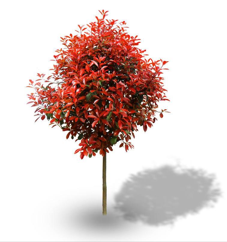 森禾红叶石楠,森禾2.0