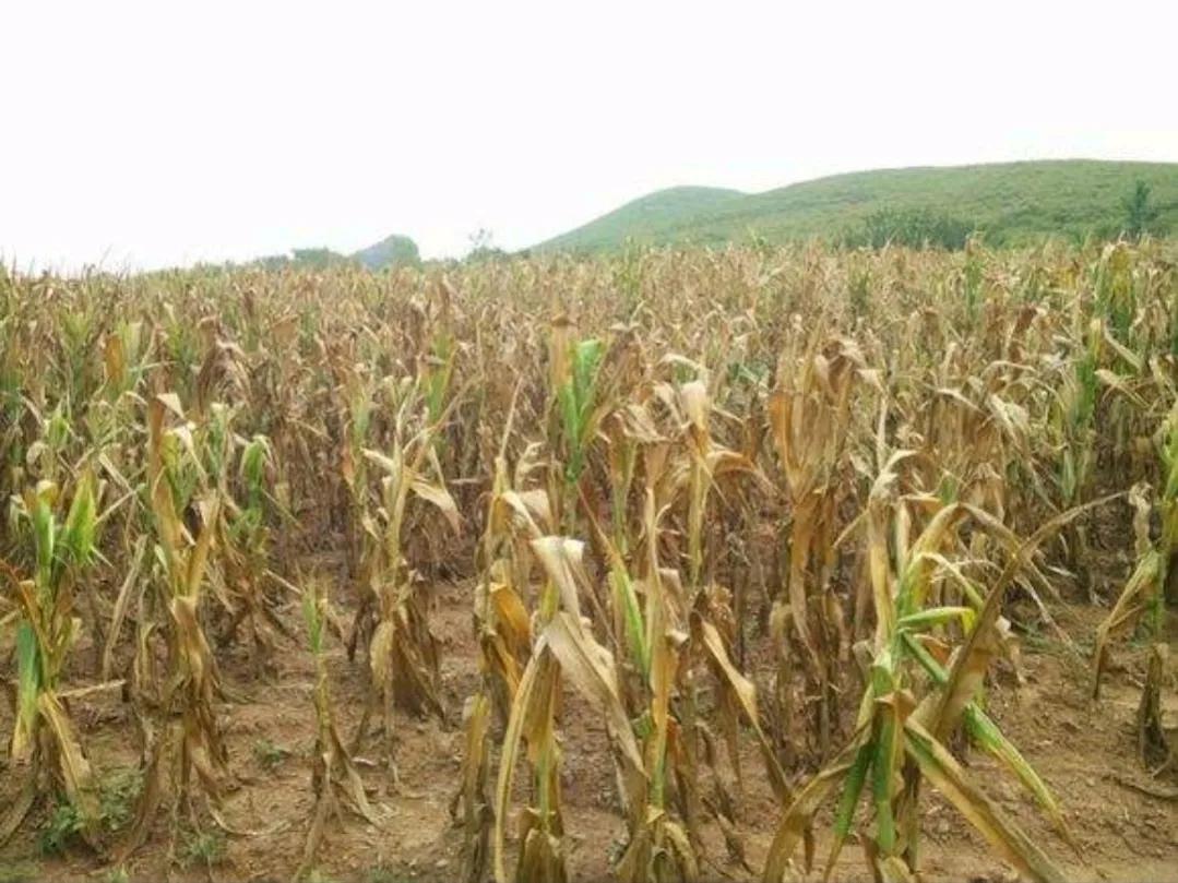 越国将煮熟的种子送给吴国,越国给吴国的粮种