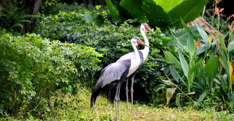 住野趣C位-广州长隆酒店！含高级客房+童趣乐园+广州长隆园区门票