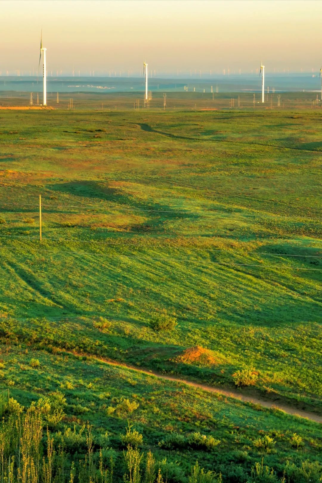 盐池滩羊清炖羊肉做法,苏尼特羊肉和盐池滩羊
