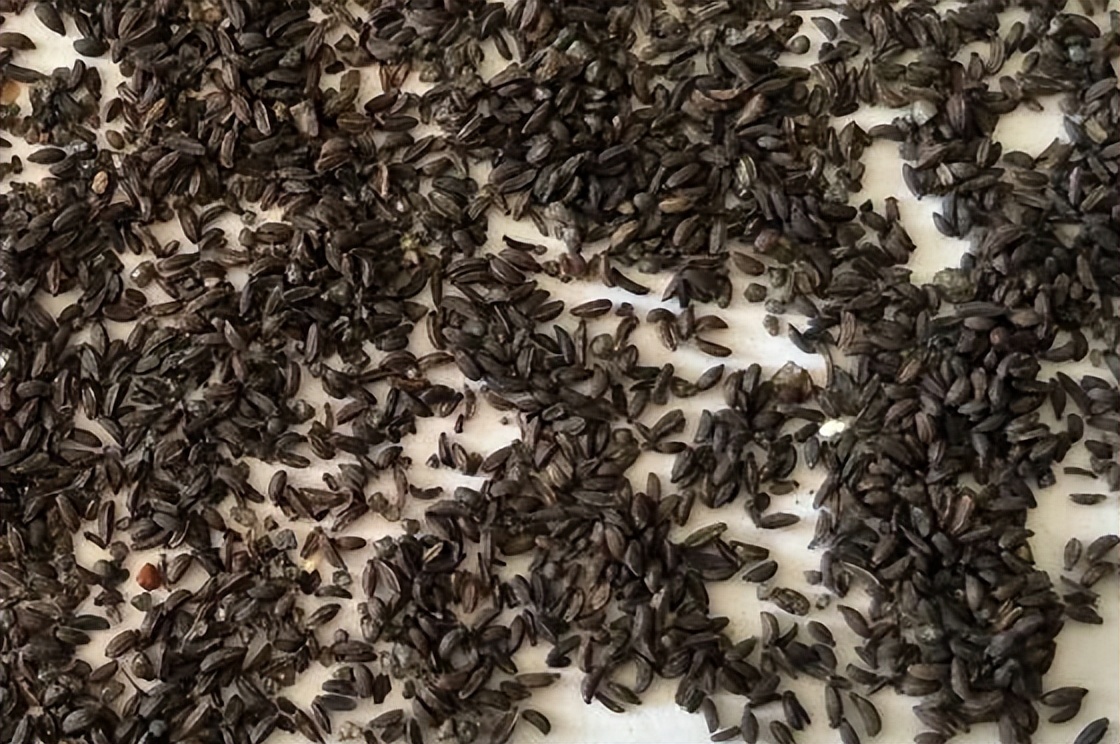 带你认识识别各种车,识别车前子